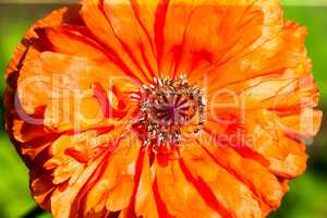 Gerbera Flower