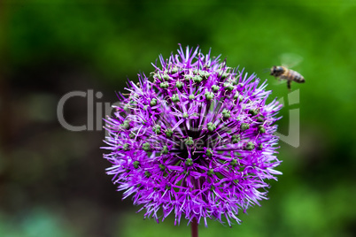 Onion Flower