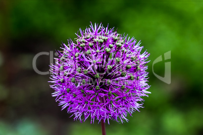 Onion Flower