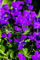 Purple Iris Flowers in a Garden