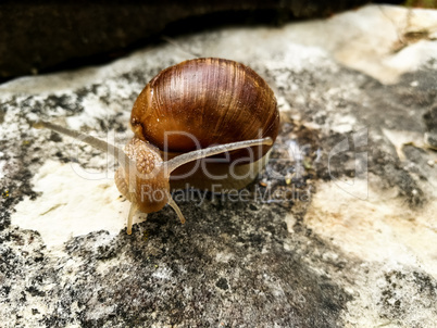 Snail on the tree