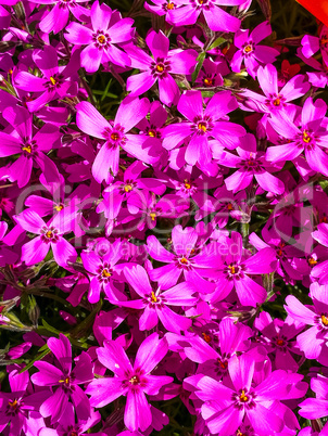 Bright Purple Clematis Flowers