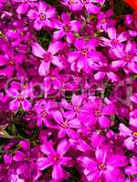 Bright Purple Clematis Flowers