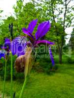 Snail on a Purple Iris