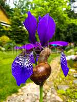 Snail on a Purple Iris