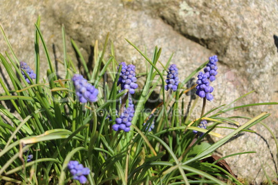 Blühende Bodendecker im Frühjahr