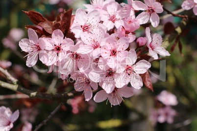 Frühlingserwchen im Garten