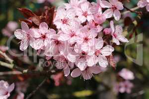 Frühlingserwchen im Garten