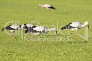 White Storks in a newly mowed meadow.