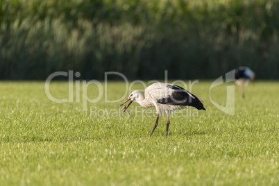 White Storks in a newly mowed meadow.