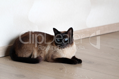 Portrait of a beautiful purebred housecat