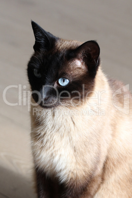 Portrait of a beautiful purebred housecat