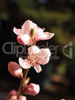 Close up peach blossom