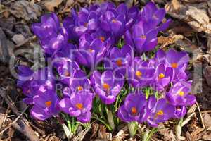 Crocus, flowers of the spring