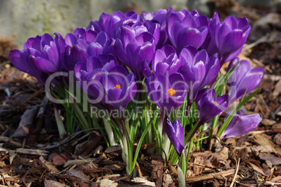 Krokus, Frühlingsboten im Garten