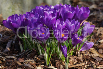 Krokus, Frühlingsboten im Garten