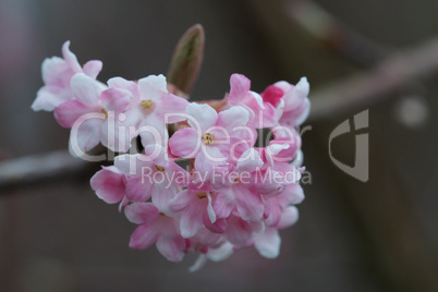 Duftschneeball, viburnum farreri