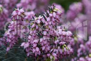 Besenheide, Calluna vulgaris