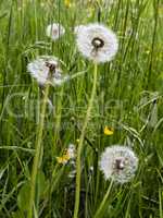 Pusteblume in der Wiese, common dandelion in a meadow