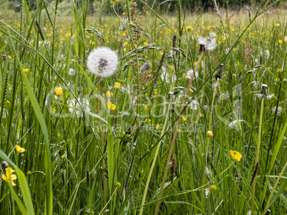 Wiese mit Wiesenblumen, meadow with wild flowers