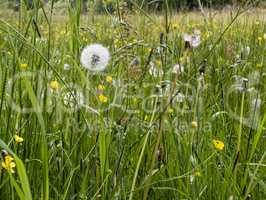 Wiese mit Wiesenblumen, meadow with wild flowers