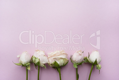 Bouquet of roses on a pink background with place for your text.