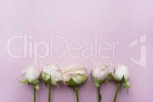 Bouquet of roses on a pink background with place for your text.