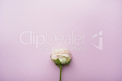Pink rose on a pink background with place for your text.