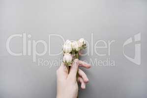 Roses in girl's hand on a gray background. Flat lay.