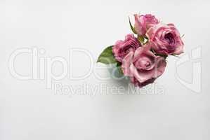 Vase with a bouquet of pink roses on a white background with the place for your text. Flat lay