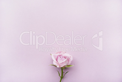 Pink rose on a pink background with place for your text. Flat lay