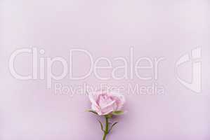 Pink rose on a pink background with place for your text. Flat lay