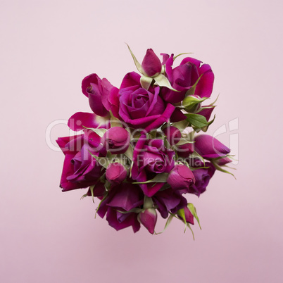 Bouquet of purple roses on a pink background. Flat lay