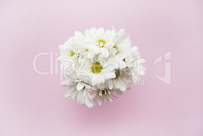 Bouquet of chamomile on a pink background. Flat lay