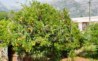 Orangenbaum in Garten auf Mallorca