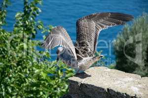 braune Seemöwe beim Abflug von einer Mauer auf Ischia