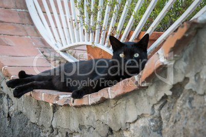 schwarze Katze mit unterschiedlichen Augen relaxt auf einem Mauervorsprung