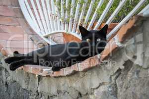 schwarze Katze mit unterschiedlichen Augen relaxt auf einem Mauervorsprung