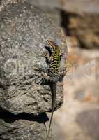 Gecko mit grünem Muster auf dem Rücken
