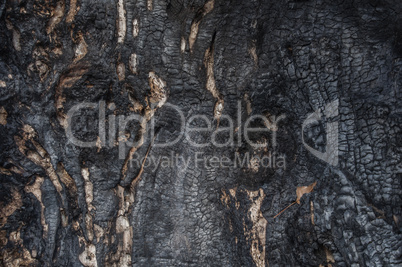 Fragment of the burnt poplar trunk
