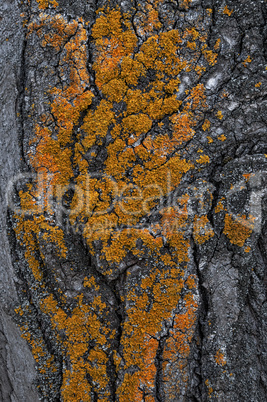 Fragment of tree bark poplar with orange moss