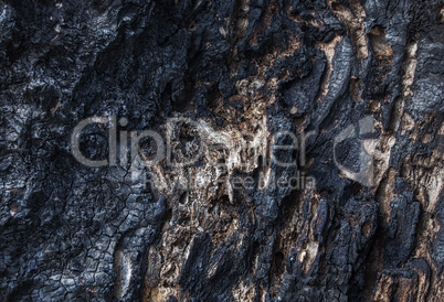 Texture of burnt wood