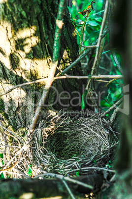 Close up empty birds nest in the tree