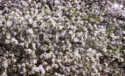 The branches of Apple trees, profusely covered with white flower