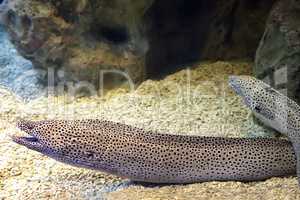 Saltwater fish Moray eel in the aquarium.
