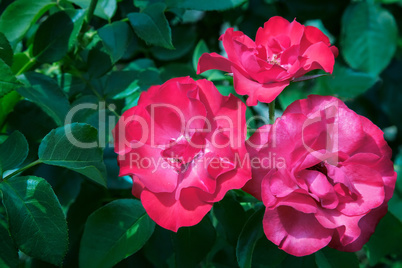 Beautiful blossoming rose against the green of the leaves