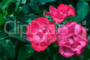 Beautiful blossoming rose against the green of the leaves