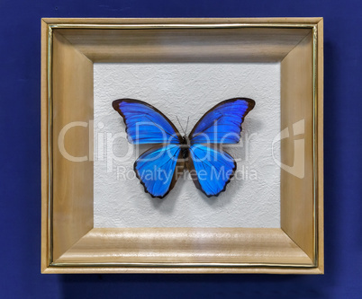 Large tropical butterfly, the Morpho didius.