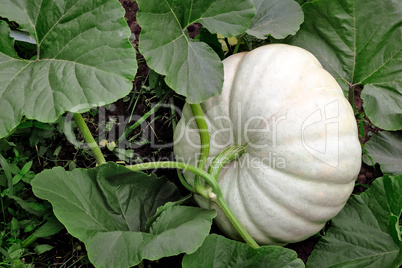 Pumpkin grows in the garden among green leaves.