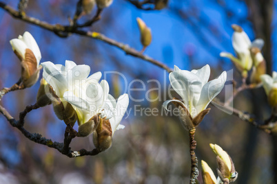 White magnolia blossom